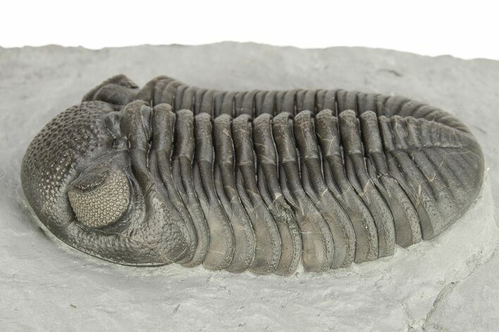 Prone Eldredgeops Trilobite - Sylvania, Ohio #257540